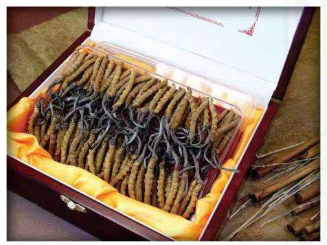 中平镇冬虫夏草回收